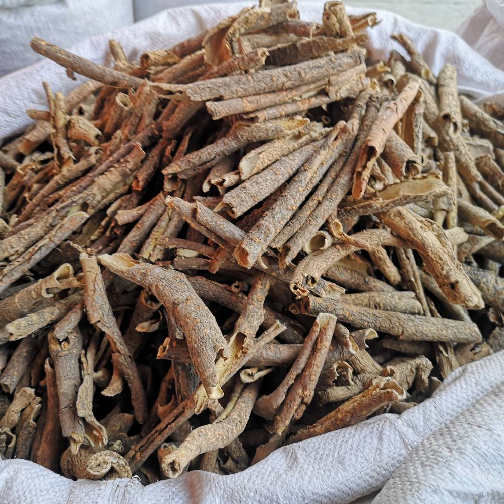 刺五加的藥用價值與相關(guān)應用場景